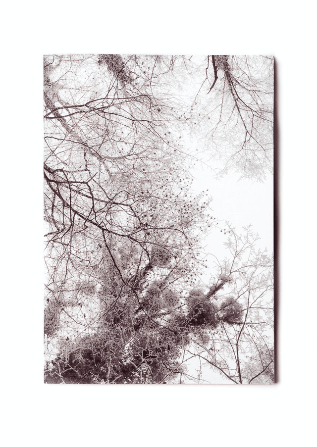 Carnet de notes A5 - &quot;Arbres en hiver&quot; - 64 pages blanches