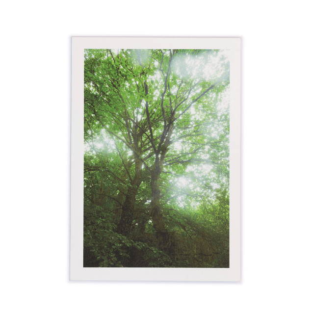 Carte double - Deux arbres de la forêt de Brocéliande &quot;Forêt magique #2&quot;