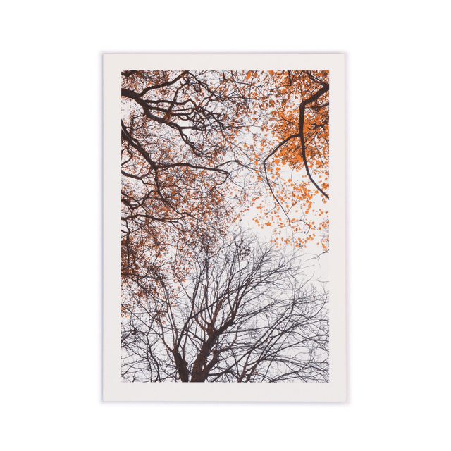 Carte double - Composition d&#039;arbres entre automne et hiver