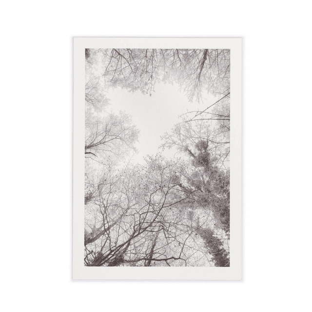 Carte double - Arbres en hiver