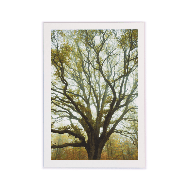 Carte double - &quot;Portrait d&#039;un grand chêne&quot;