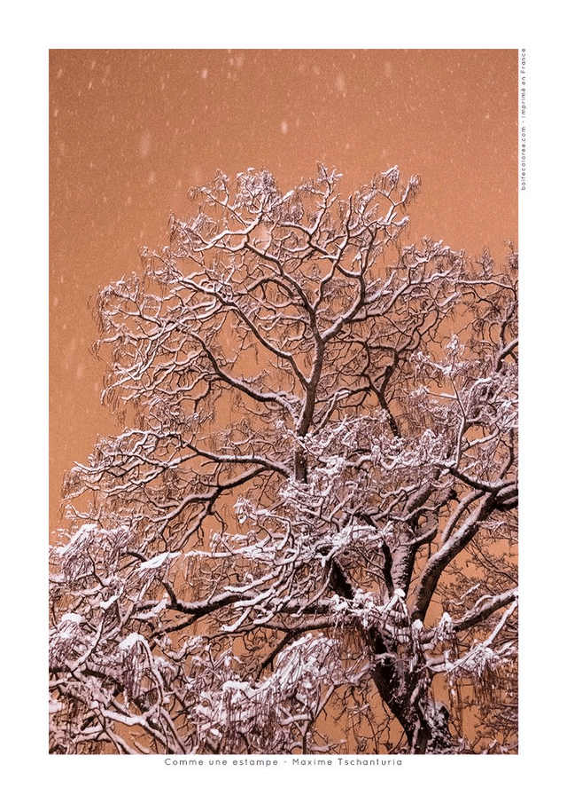 Affiche A4 - Arbre sous la neige &quot;Comme une estampe&quot;